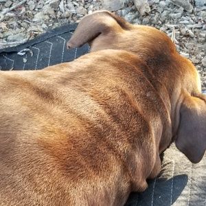 Meet your Posher, Douglas